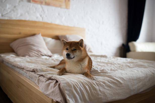 shiba inu accepted as payments option